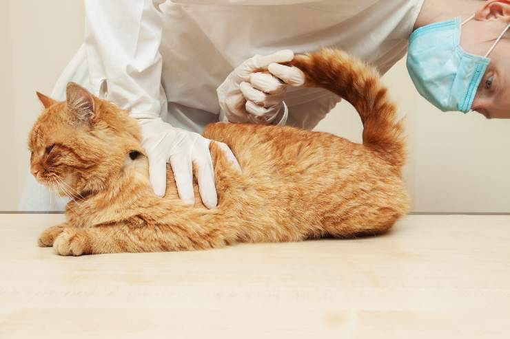 Hemorroides en gatos: causas, síntomas, tratamiento y prevención.