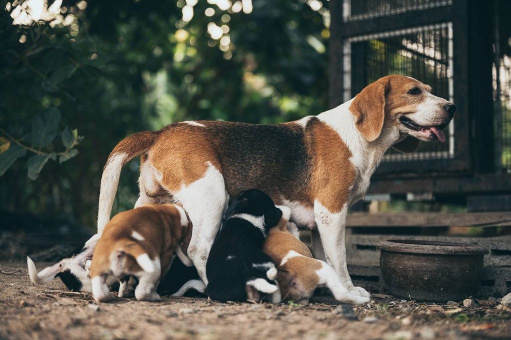 Se puede esterilizar a una perra recién parida