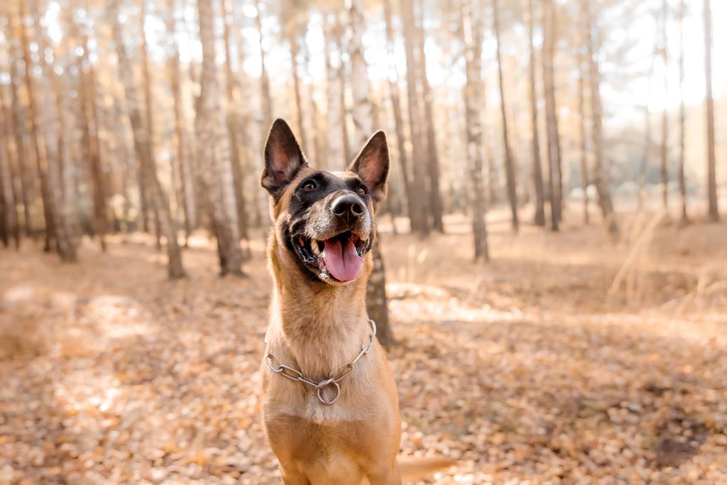 ¿Para que sirven los collares de cobre en la salud de los perros?