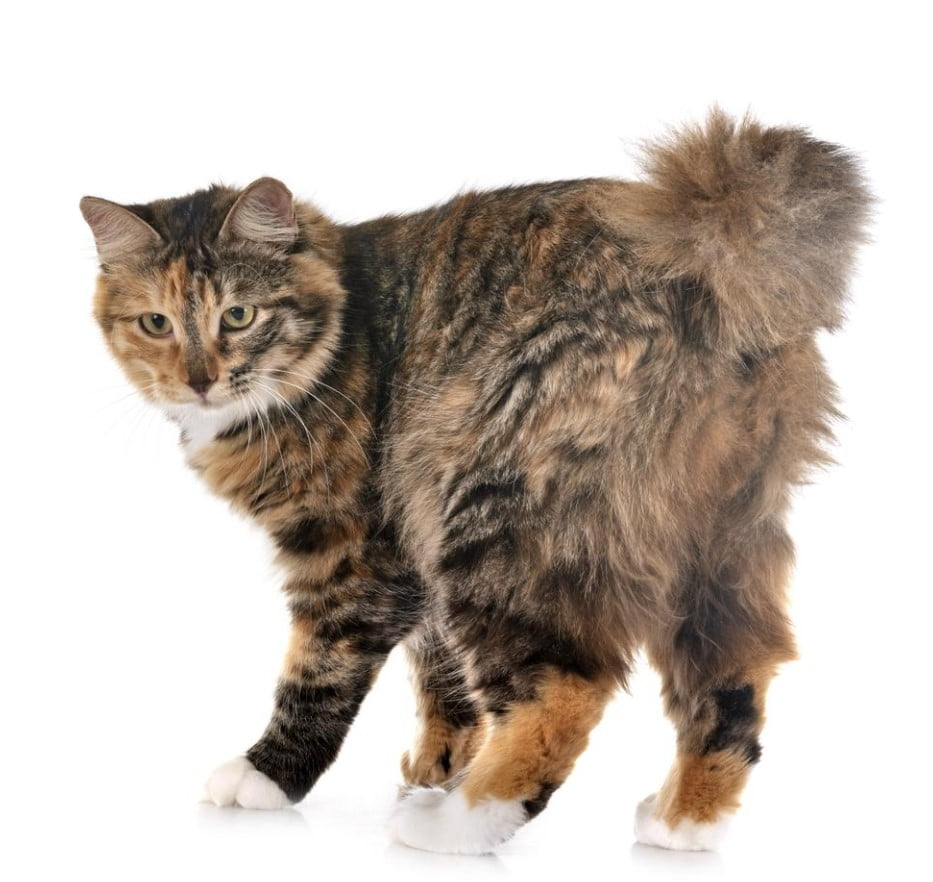 Gato Kurilian Bobtail