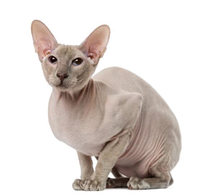 Gato peterbald