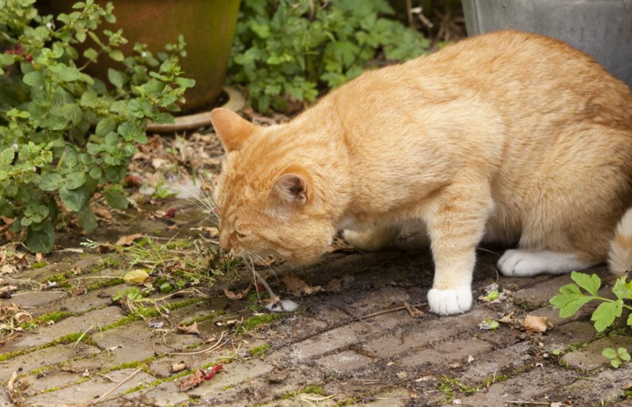 Mi gato se comió una cucaracha ¿Es peligroso?