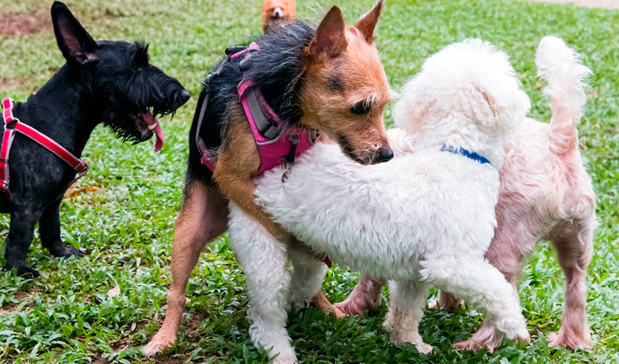 ¿Una Perra Esterilizada Puede Ser Montada?