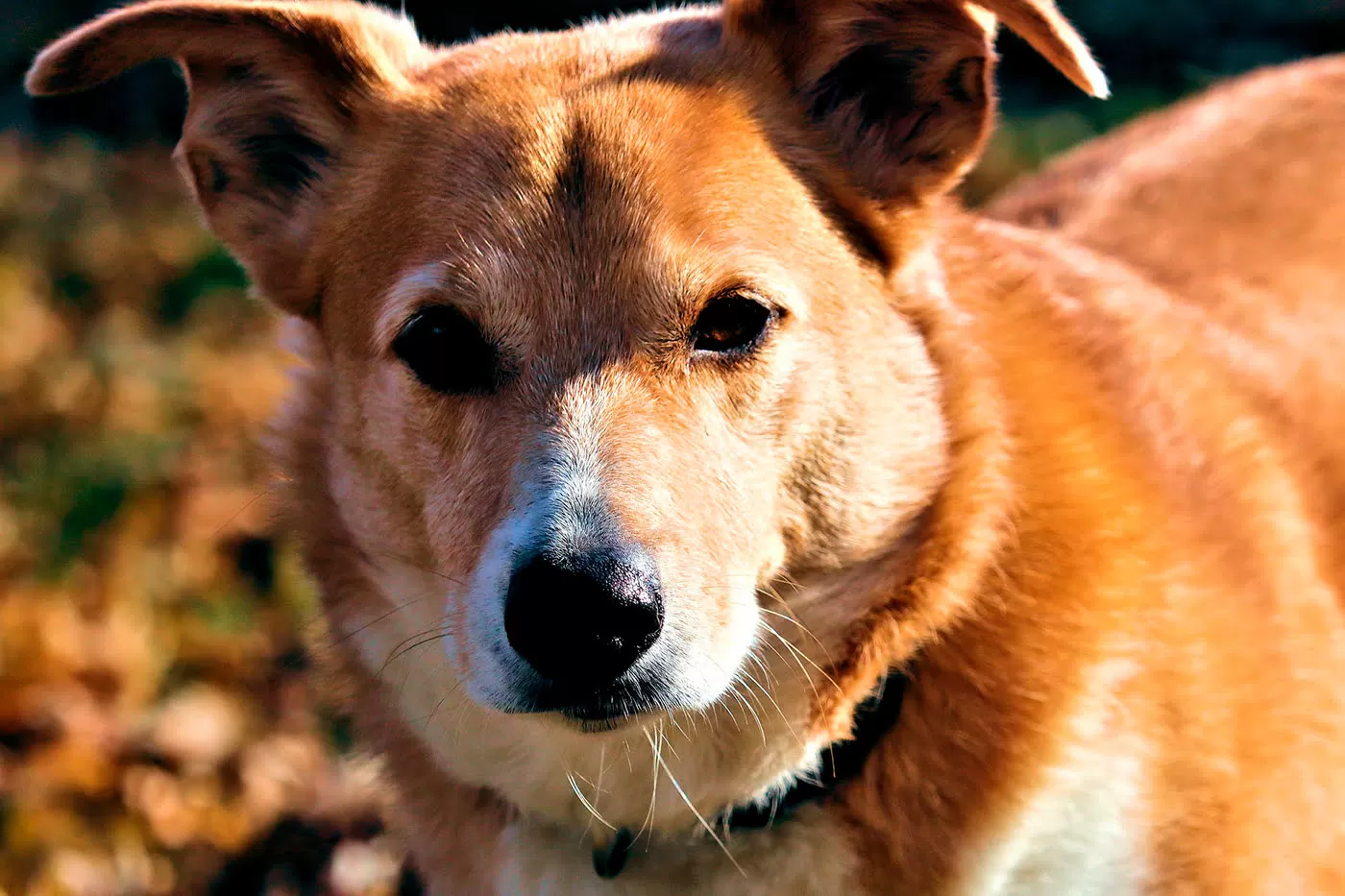 Paperas en perros: diagnóstico, tratamiento y síntomas