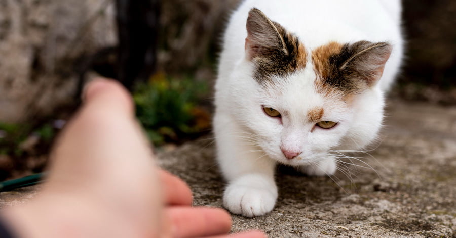 ¿Por qué algunos gatos escapan y abandonan a sus dueños?