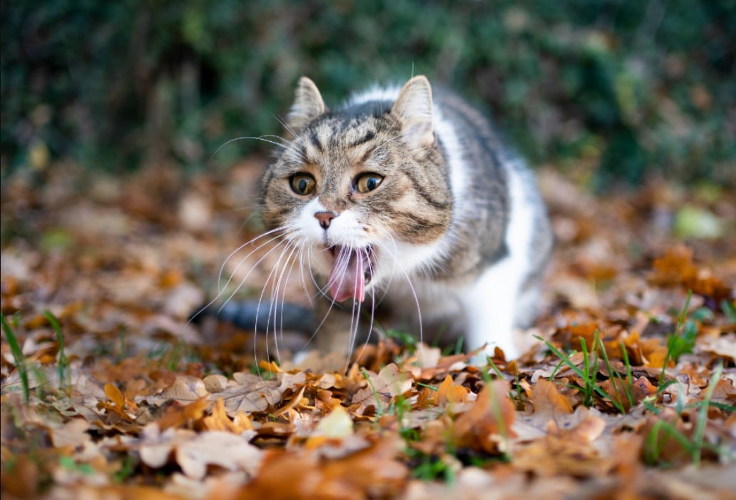 ¿Por que mi gato vomita el pienso entero?