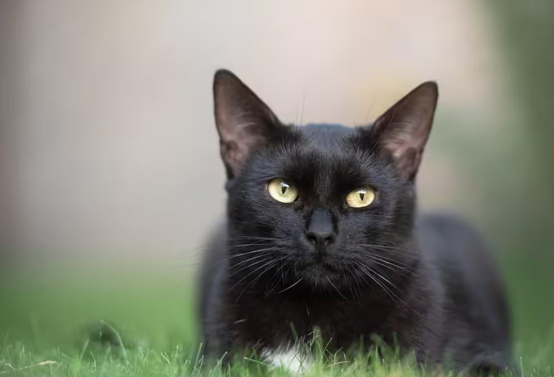 Significados de soñar con un gato negro y variantes