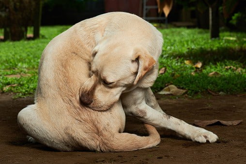 Tipos de Picaduras en Perros: Identificación, Síntomas y Tratamientos