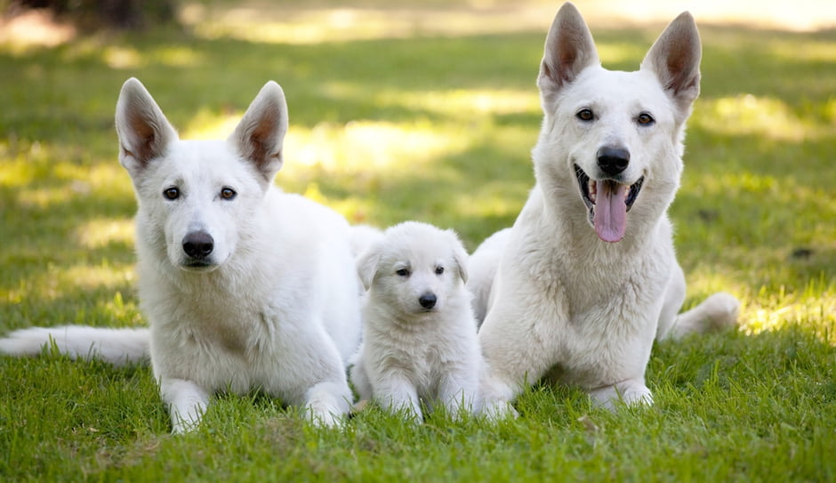 ¿A Qué Edad Se Relaja un Perro?