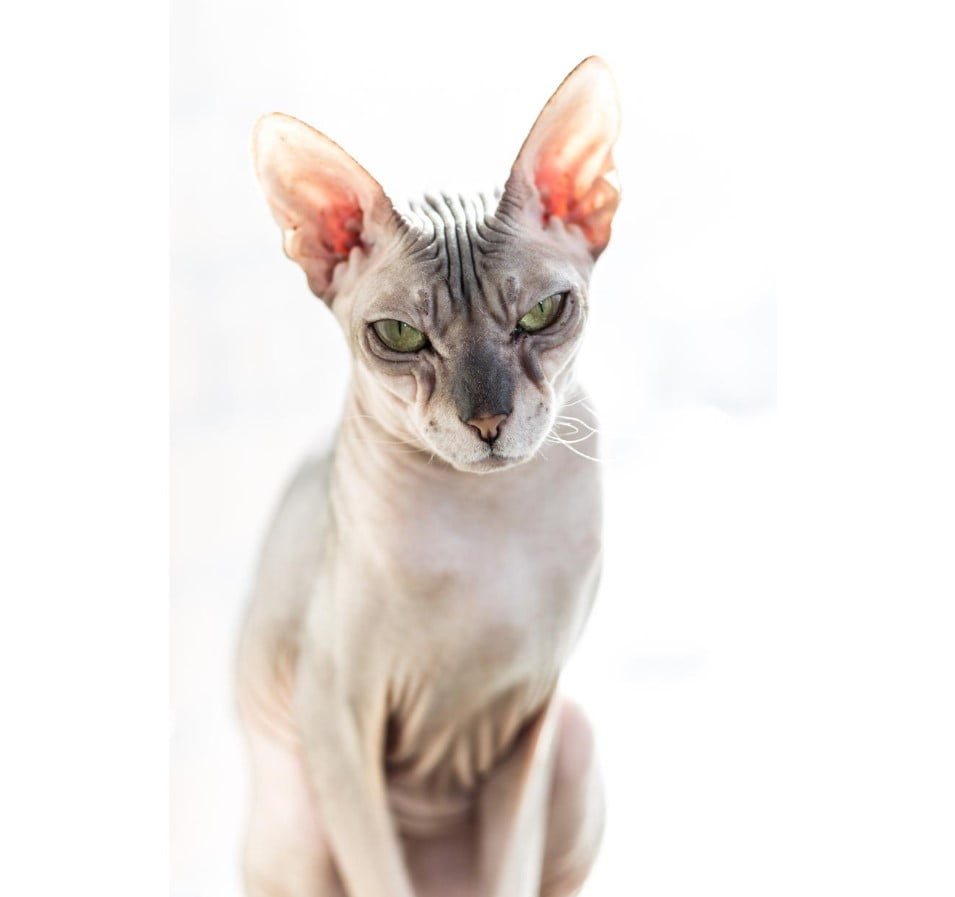 Gato don sphynx