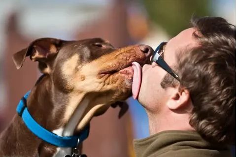 ¿Por Qué Mi Perro Me Lame la Cara?