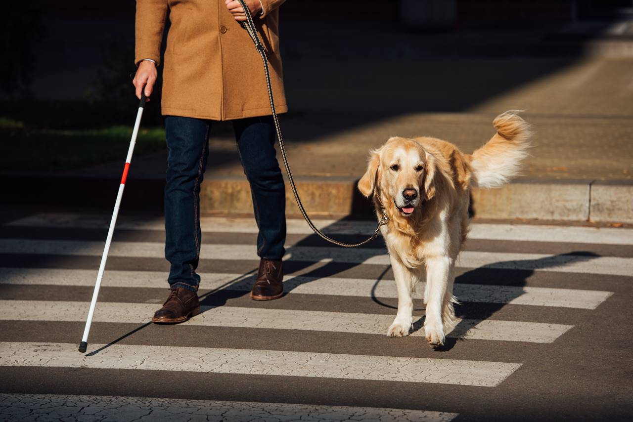 Razas de perros Guía