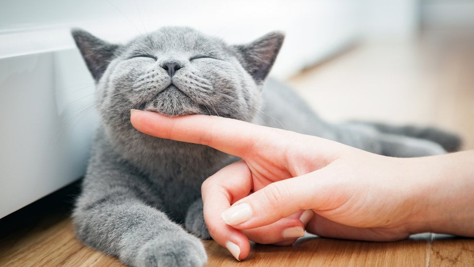 Beneficios de Vivir con un Gato