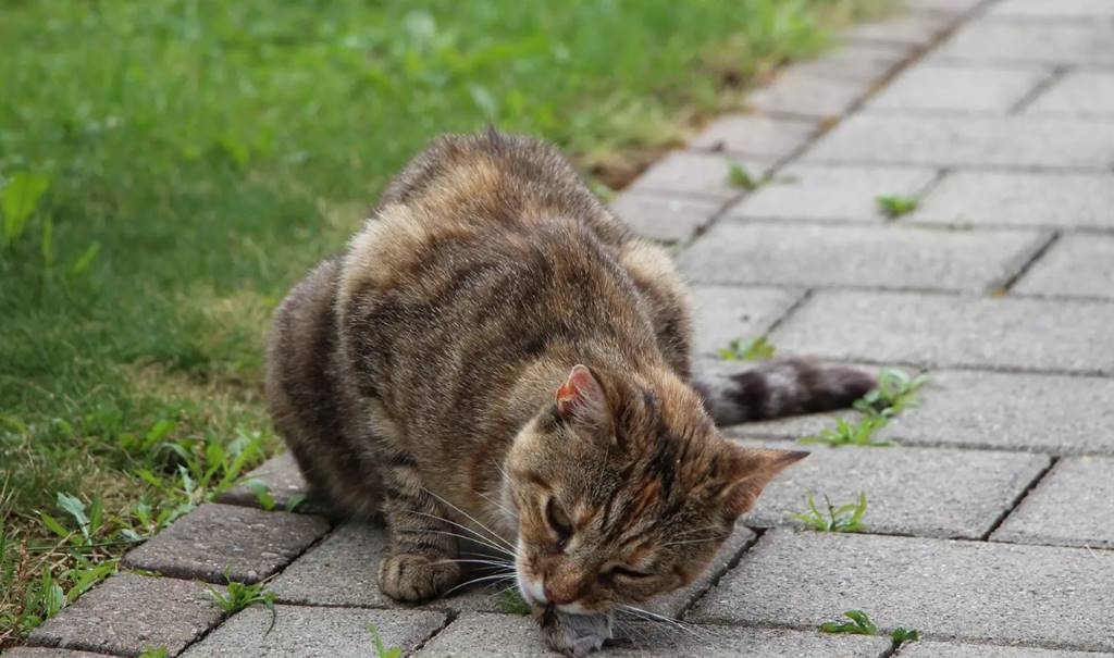 Calicivirus Felino: Causas, Tratamientos