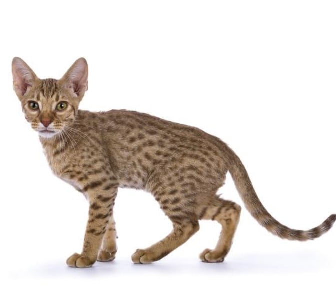 Ocicat o Gato Ocelote