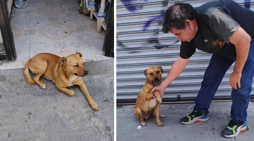 El Cliente Fiel: La Historia del Perro Callejero que Encontró un Amigo en la Tiendita