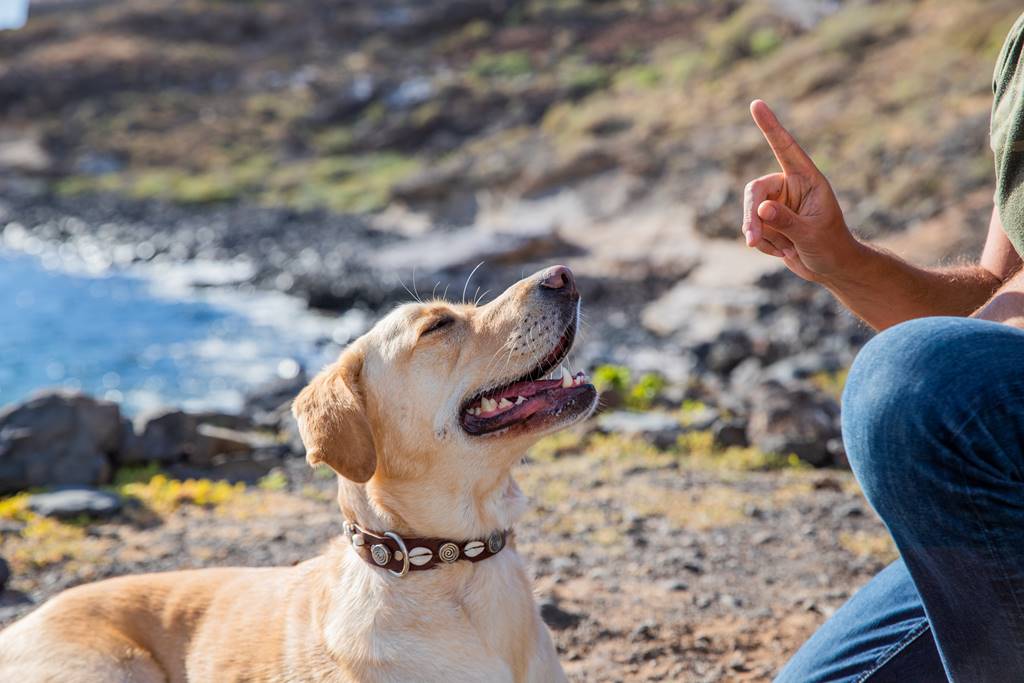 ¿Cómo adiestrar a un perro? Guía completa