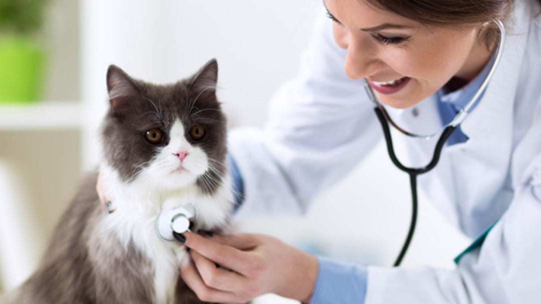 ¿Cómo Elegir el Veterinario Perfecto para tu Gato?