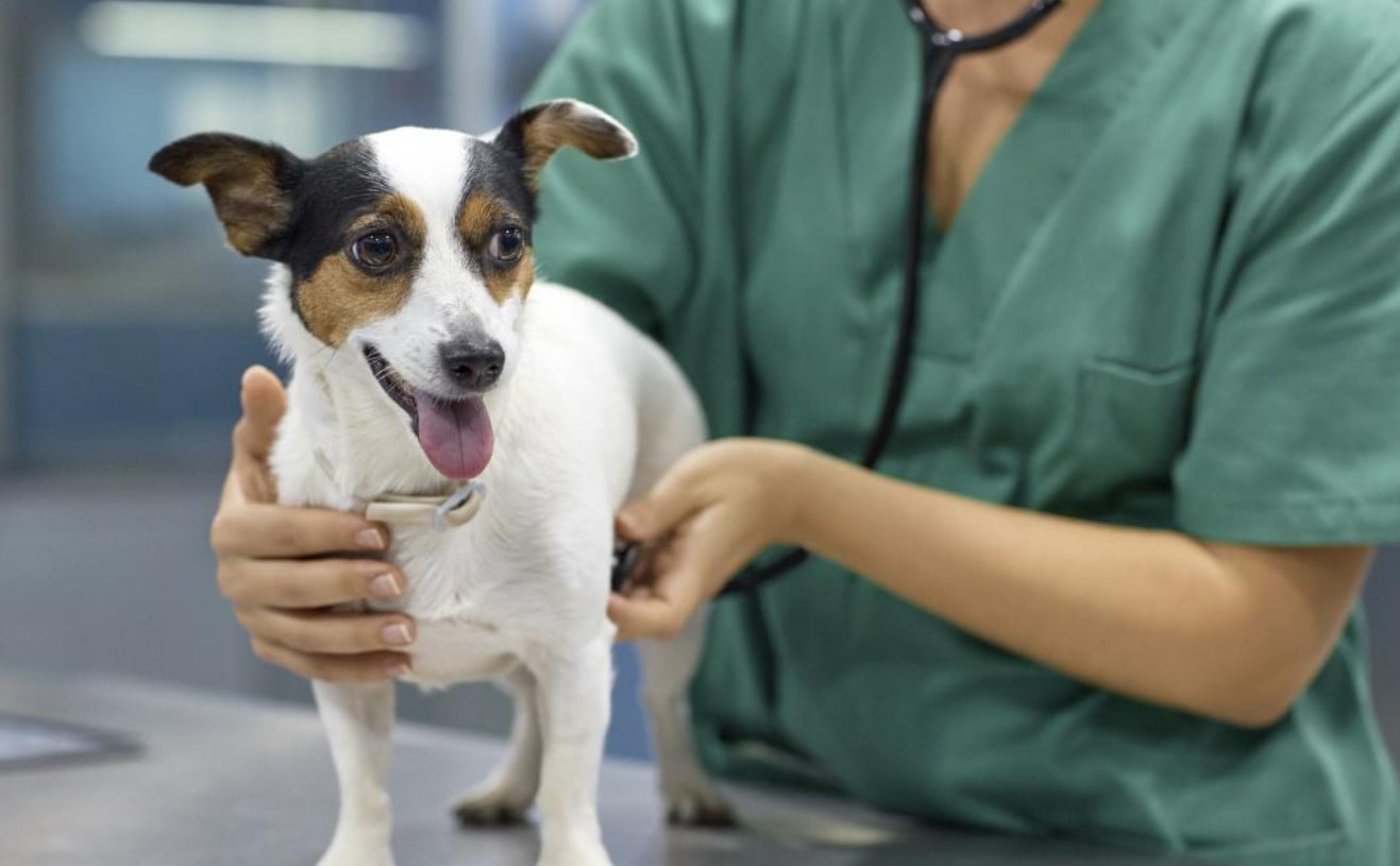 ¿Cómo Elegir el Veterinario Perfecto para tu Perro?