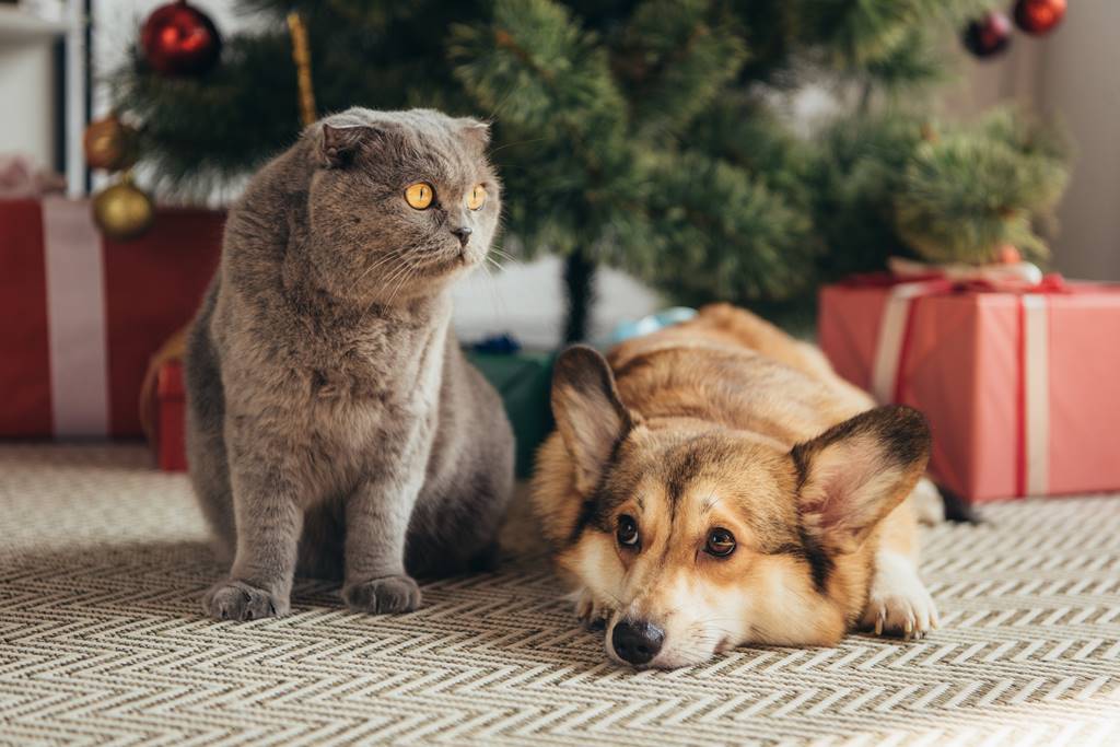 ¿Cómo hacer que un gato acepte a un perro?