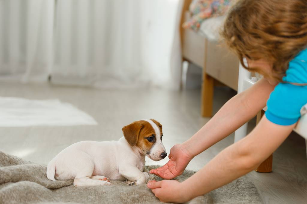 Descubre Cómo Jugar con un Cachorro: ¡Diversión Asegurada!