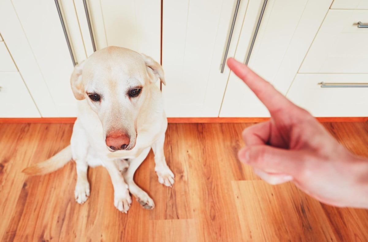 ¿Cómo Regañar a un Cachorro de Manera Efectiva?