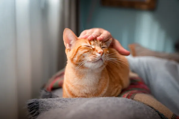 ¿Cómo Saber si tu Gato es Feliz? Señales y Consejos