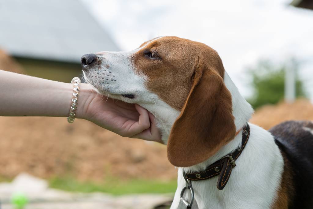 Cómo y Dónde Acariciar a un Perro: ¡Conecta con tu Mascota!