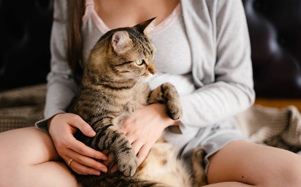 Embarazo de una Gata: Todo lo que Necesitas Saber