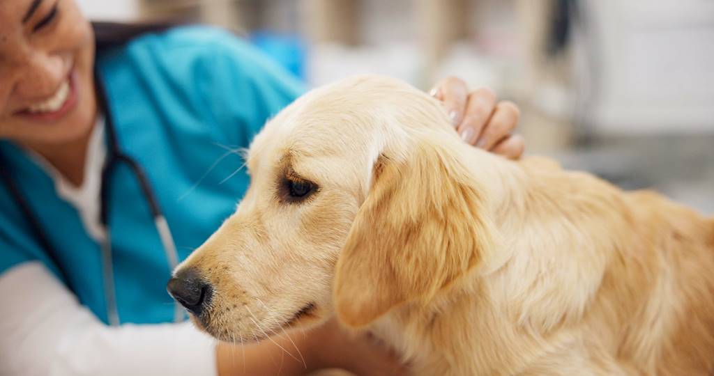 ¿Es Obligatorio Castrar a los Perros? La Verdad Impactante