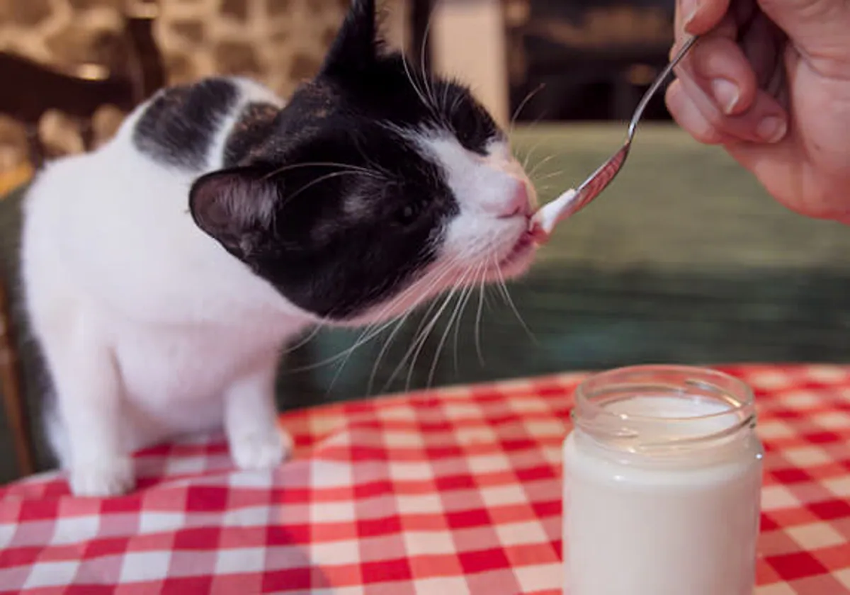 Fermentos Lácticos para Gatos: Beneficios y Consideraciones