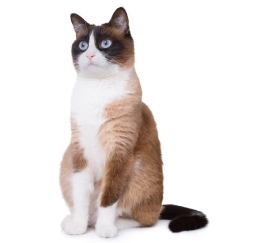 Gato snowshoe