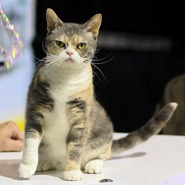 Gato American Wirehair