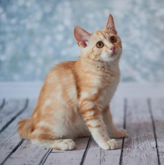 Gato Bobtail Americano