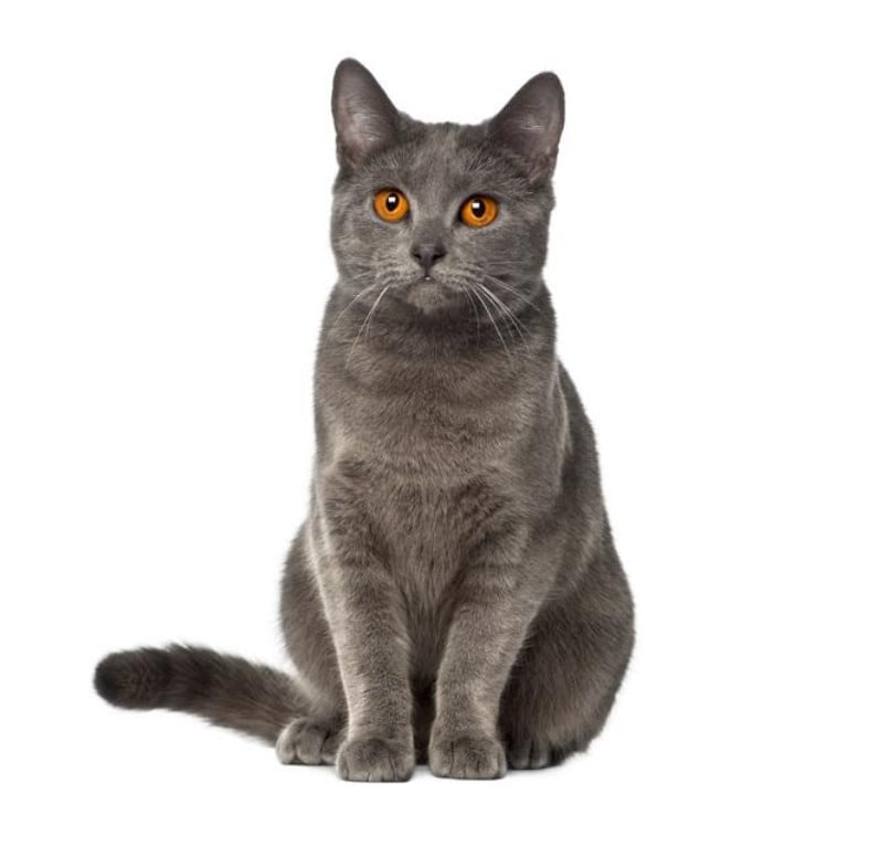 Gato cartujo o chartreux