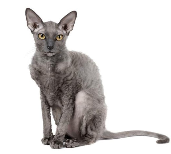 Gato Cornish Rex