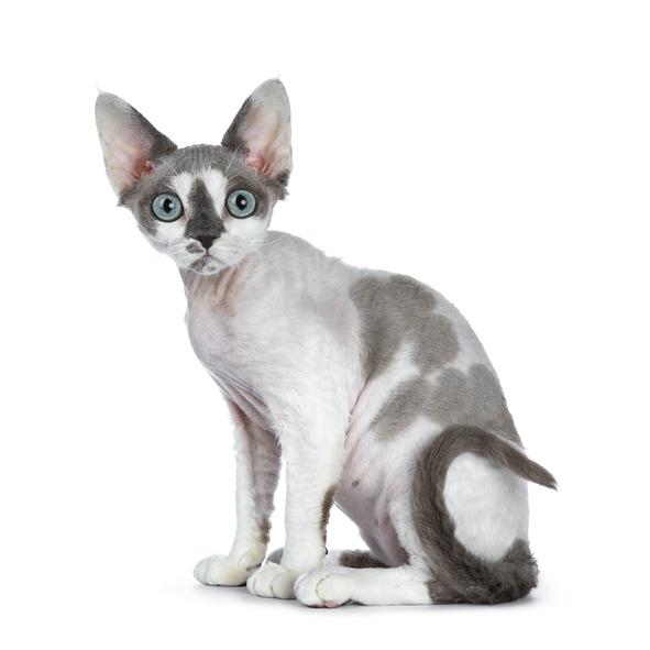 Gato Devon Rex