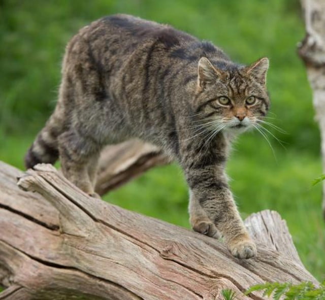 Gato Montés