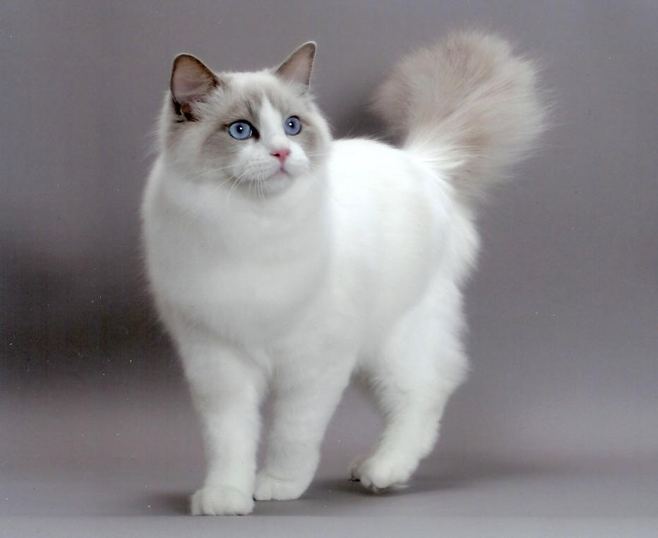 Gato Ragdoll