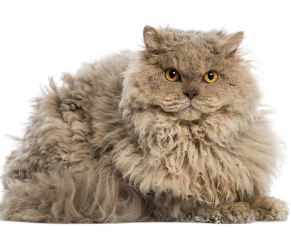 Gato Selkirk Rex