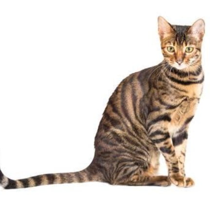 Gato Toyger