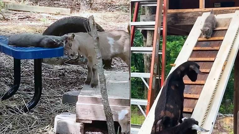 Gatito sin hogar es acogido por un grupo de cabras que lo vuelven parte de la familia