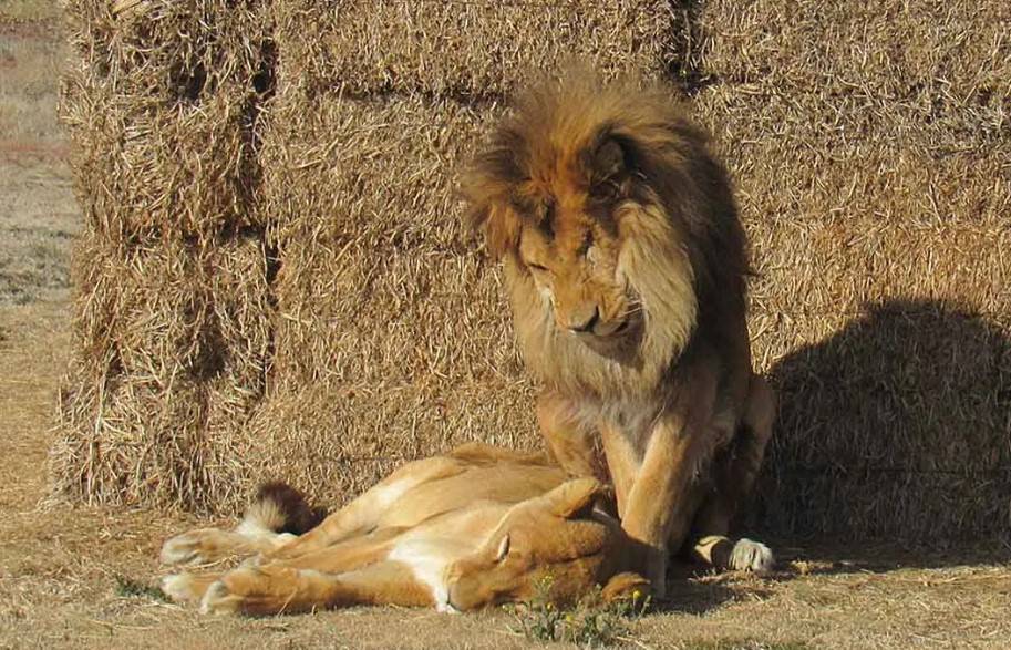 La Increíble Historia de Leo y Muñeca, Leones Rescatados de un Circo