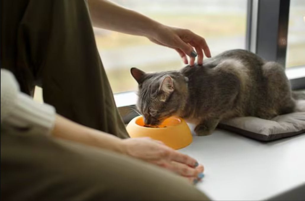 ¿Los gatos pueden comer jícama?