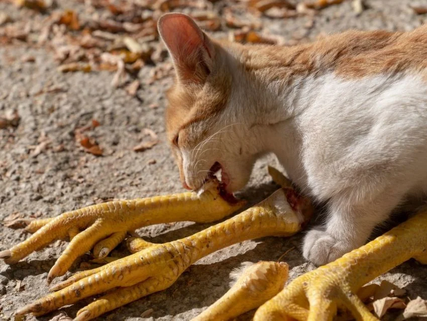 ¿Los gatos pueden comer patas de pollo?