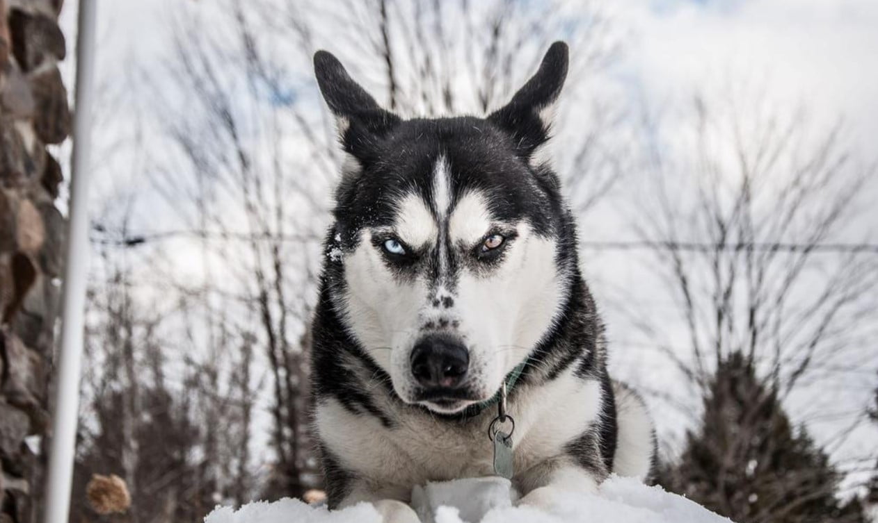 ¿Los Husky son Agresivos?