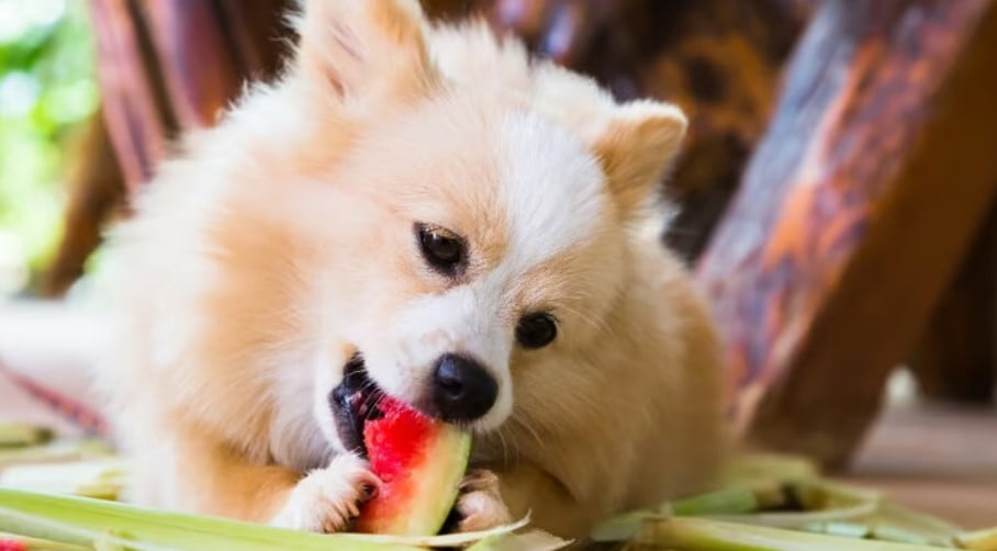 ¿Los perros pueden comer guayaba?