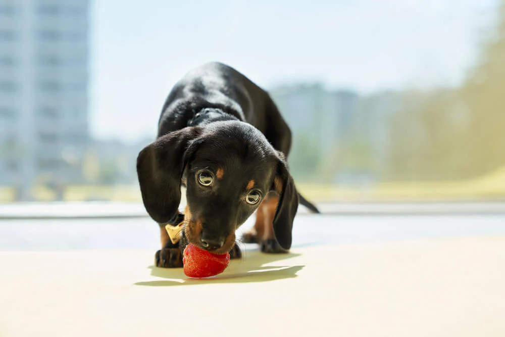 ¿Los perros pueden comer nectarina? Lo debes saber