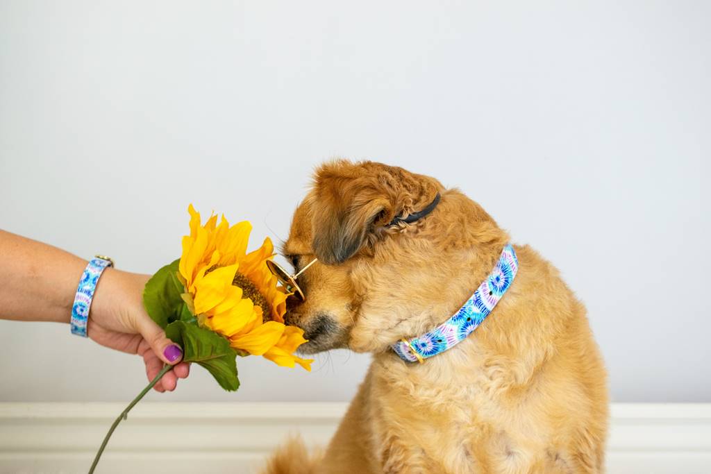 ¿Los perros pueden comer pipas? Lo que debes saber