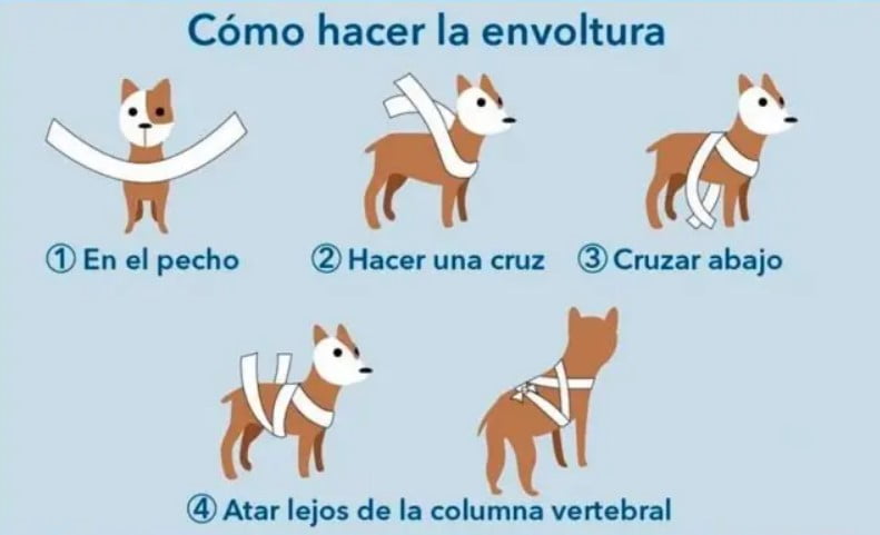 Método Tellington TTouch: Transformando la Vida de tu Mascota